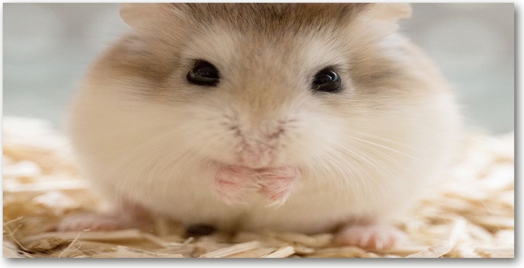 Tulup Leinwandbild -100x50 cm - Wandkunst - Drucke auf Leinwand - Leinwanddruck - Tiere - Beige - Hamster