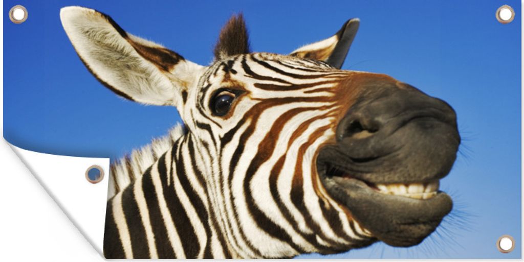 MuchoWow 80x40 cm Outdoor-Poster Gartendeko Sichtschutz Garten Poster für den Garten Zebra - Lustig - Kinder - Jungen - Mädchen
