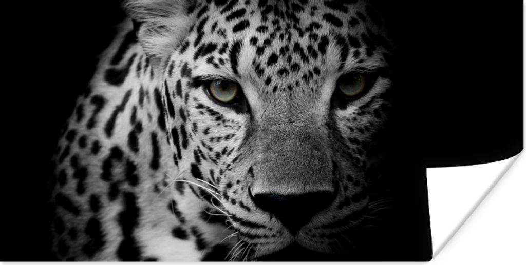 MuchoWow Poster Tiere - Schwarz - Weiß - Panther - Porträt 40x20 cm - Poster für die Wand - Poster Schlafzimmer