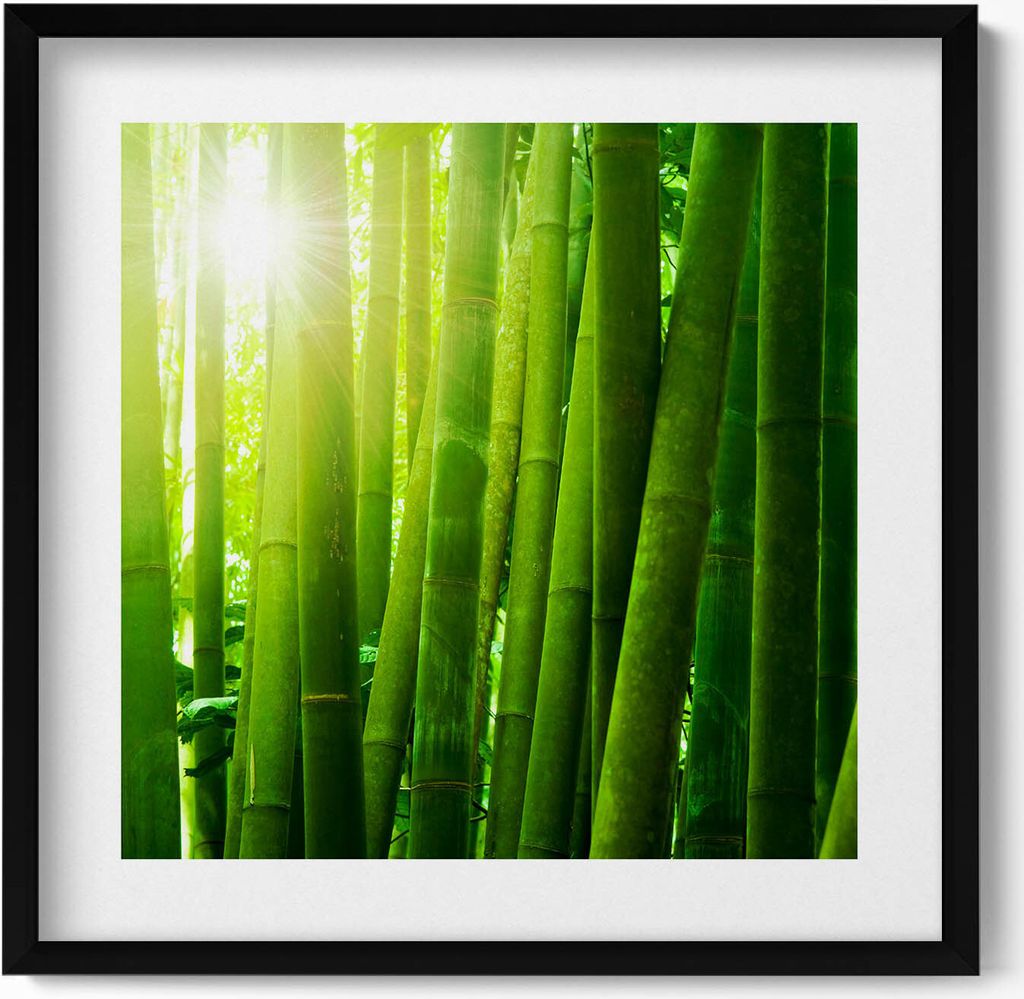 Grüne Bambushalme– Wandbild mit Rahmen – Gerahmtes Bild – Wanddekoration – 50x50 cm – Schwarz Rahmen