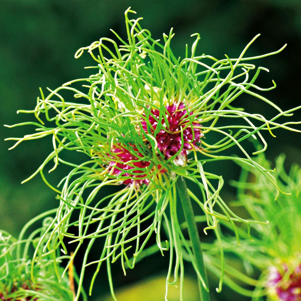 Bulbi da fiore Bulbi Porro ornamentale Allium Hair 5 pz. Immagine del prodotto 