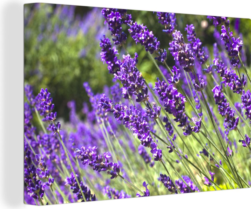MuchoWow - Leinwandbilder - Leuchtend lila Lavendel in der Natur, Wandbild, Wanddeko Bilder Wohnzimmer, 90x60 cm