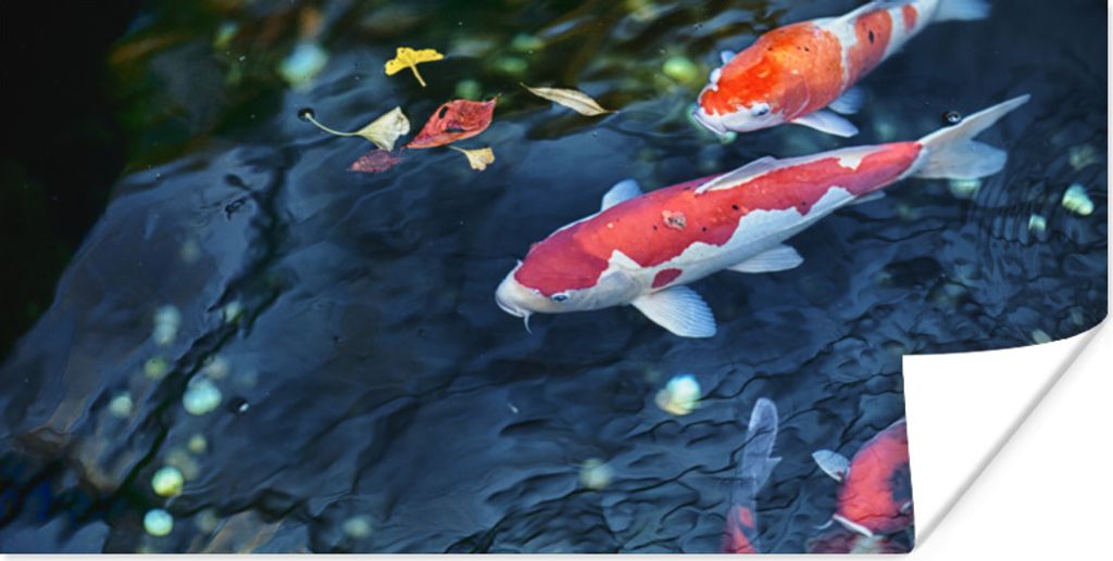 MuchoWow Poster Vier Koi-Karpfen in einem Teich 80x40 cm - Wanddeko