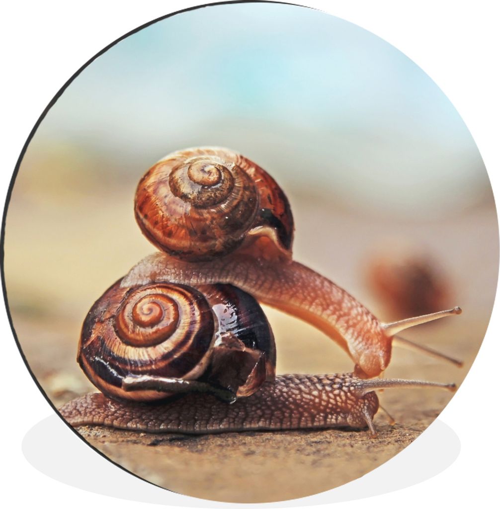 MuchoWow Aluminium Wandkreis Schnecke - Stein - Haus Ø 30 cm Wanddeko Modern Wohnzimmer - Wand Bild - Wohnzimmer - Runde Bilder - Alubilder - Ku...