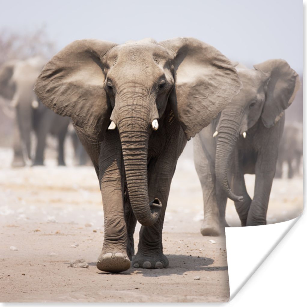 MuchoWow Poster Elefant - Beine - Stoff 30x30 cm - Wandposter - Printing