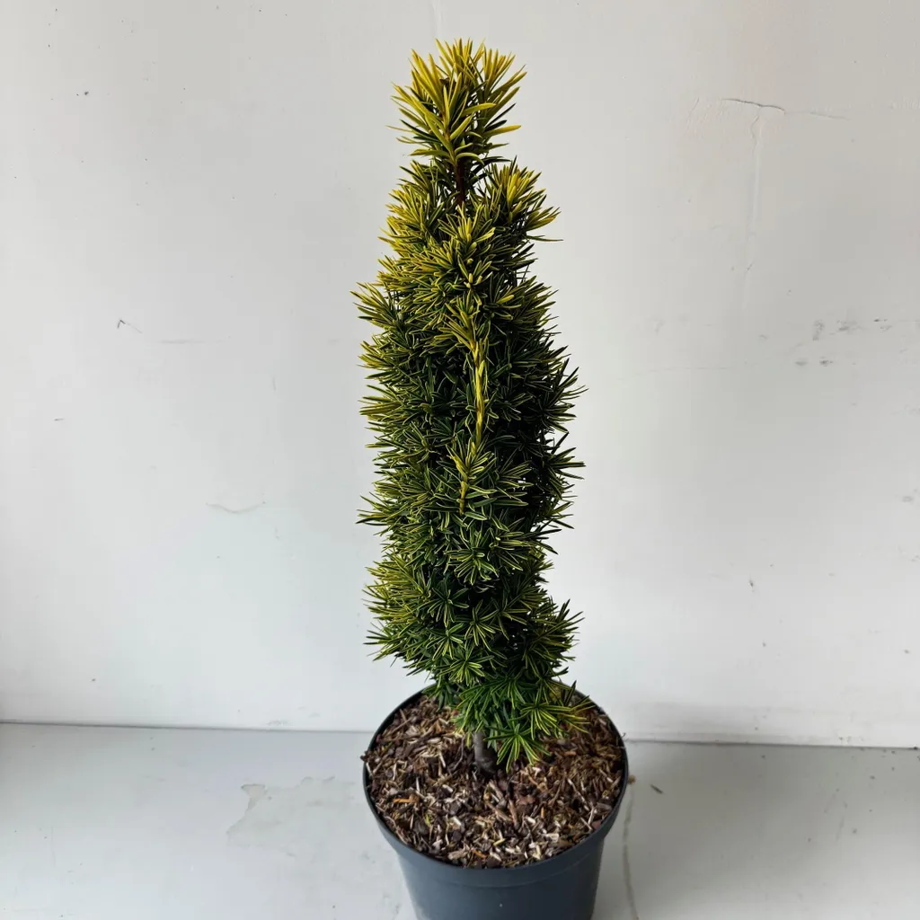 If doré japonais colonnaire : Idéal pour petit jardin et bac 40-50 cm