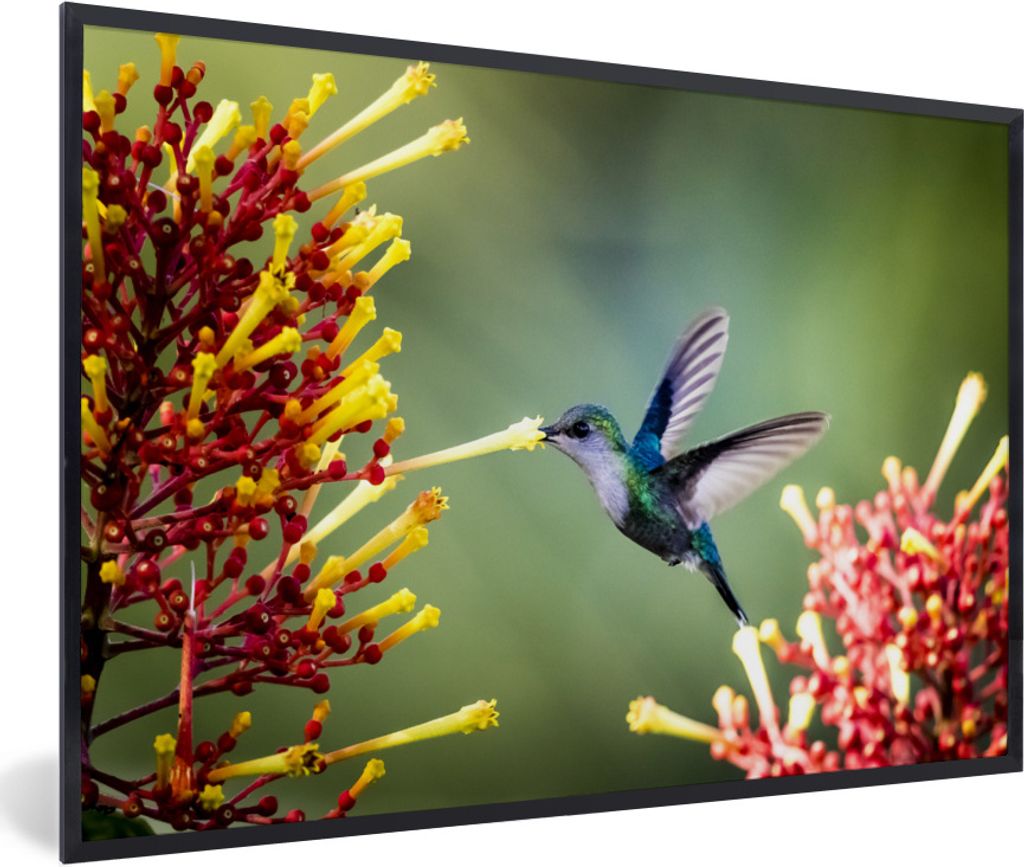 MuchoWow Gerahmtes Poster Kolibris fressen den Inhalt einer Blüte 90x60 cm - Poster mit Schwarzem Bilderrahmen Wandposter Rahmen Foto Bilder - F...