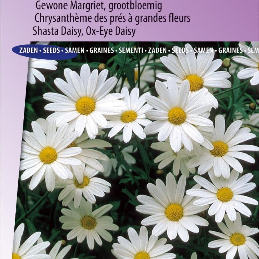 Alaska-Gänseblümchen, großblumige Blumensamen – – hohe Qualität für farbenfrohe Gartendekoration und hohen Ertrag