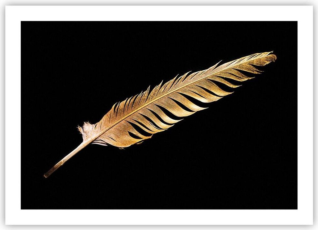 Poster - Poster ohne Rahmen - Golden Feder Schwarz - 70x50 cm - Wand Bild - Wanddeko - Wandbilder - Kunstposter - Wandposter - Bilder - Kunstdruck ...