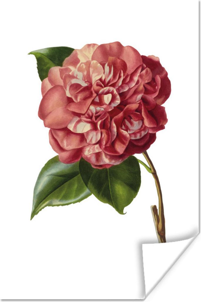 MuchoWow Poster Blumen - Rosa 60x90 cm - Wanddekoration