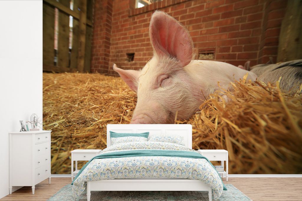 MuchoWow Fototapete für Wohnzimmer oder Schlafzimmer Wandtapete Vinyl Motivtapete Schwein - Stroh - Tier - 360x240 cm - Vinyl-Tapete