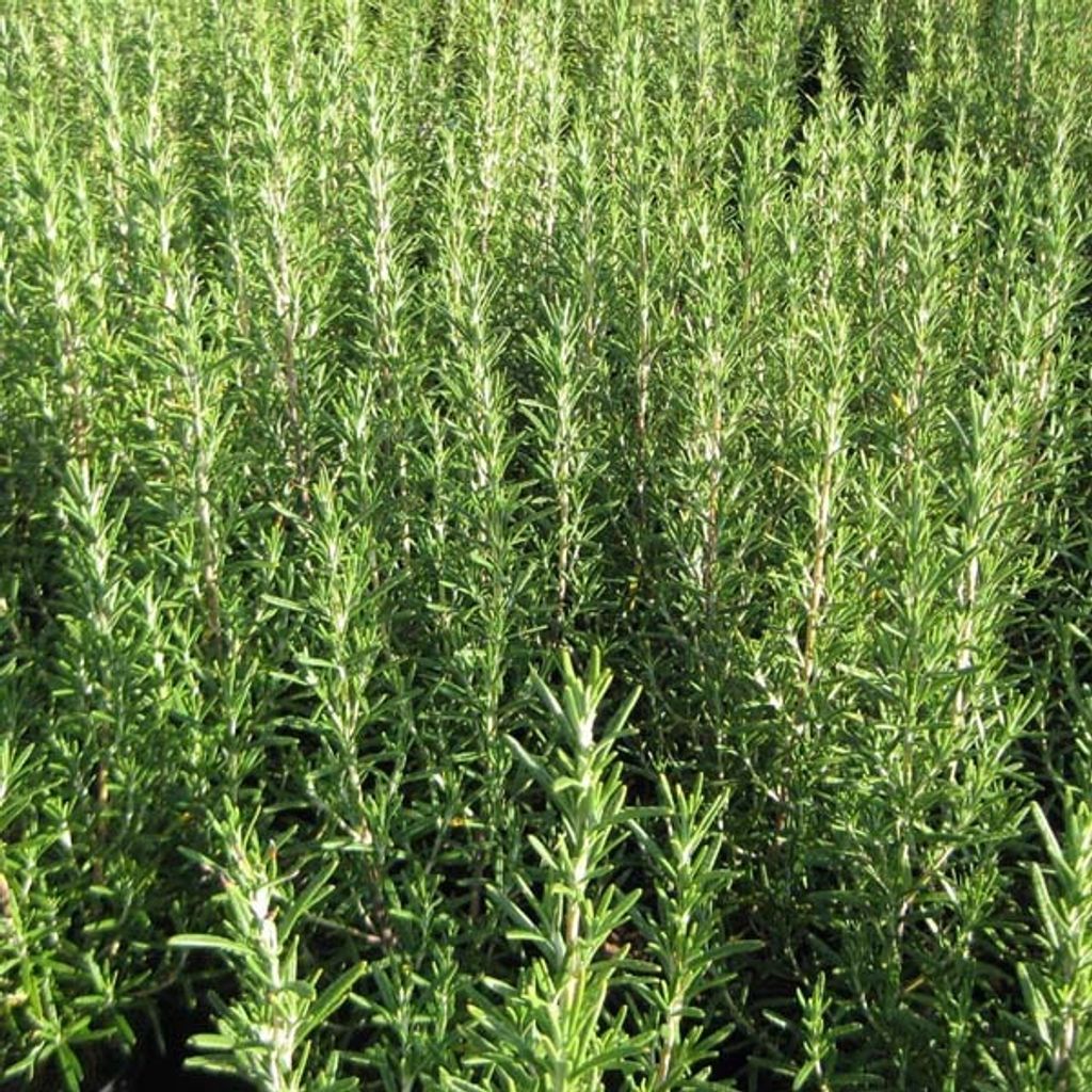 6 x Rosmarinus officinalis | Topf 9cm x 9cm