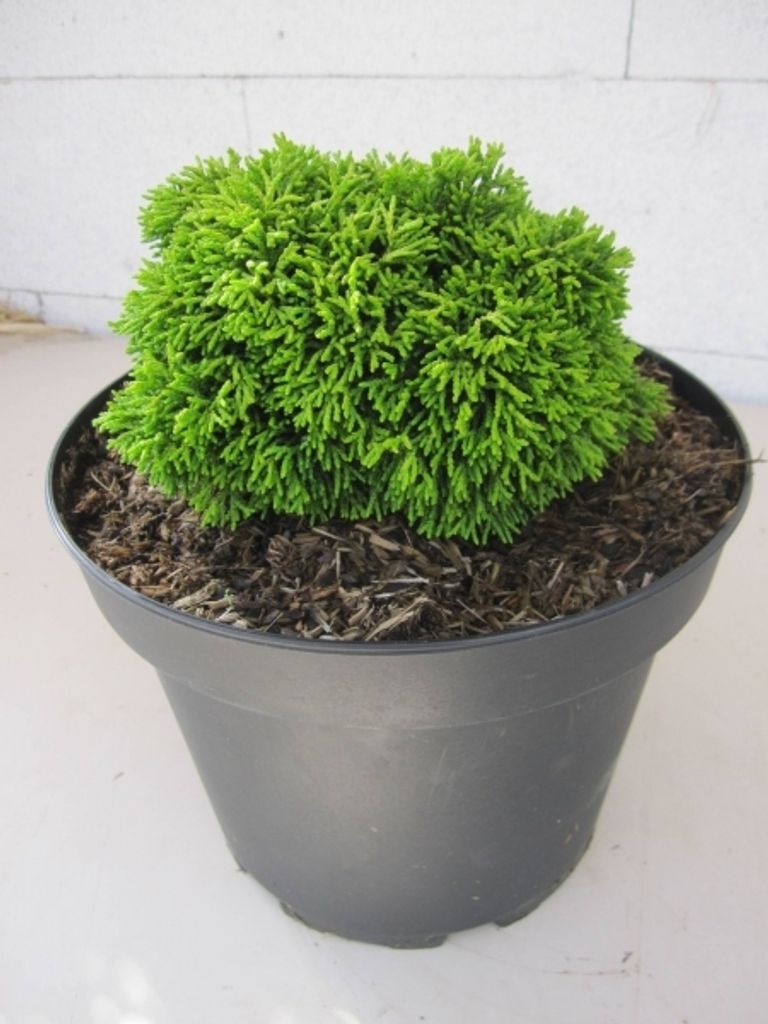 Chamaecyparis obtusa Emelie - Muschelzypresse - Hinoki 10-15