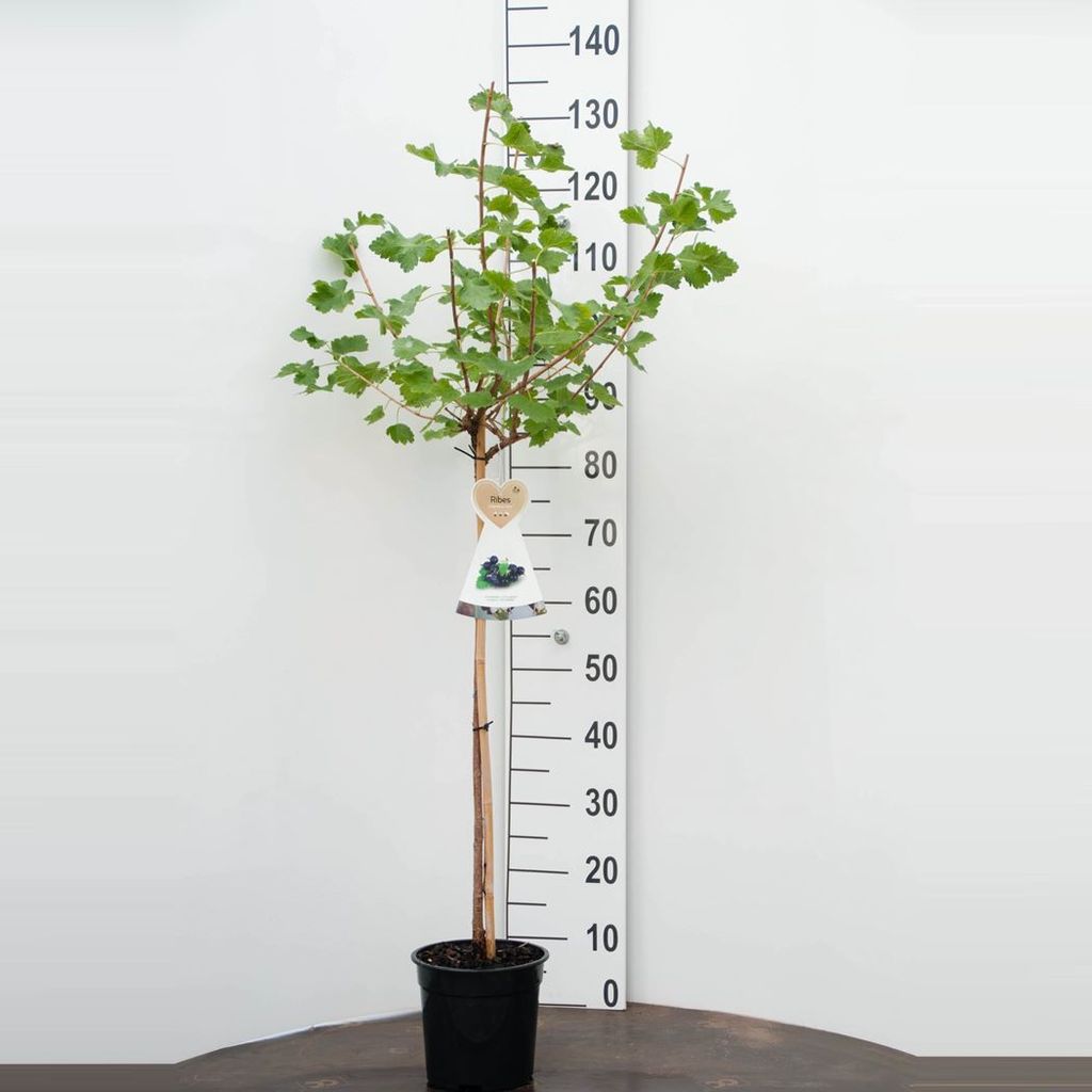 Jostaberry 120 cm roubované Ribes jostaberry Obrázek produktu 
