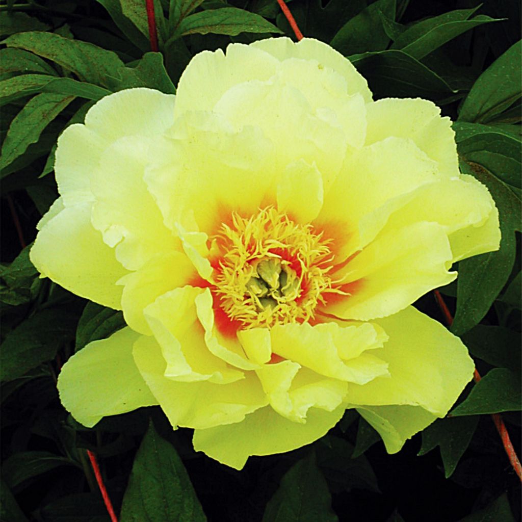 Paeonia Pfingstrose Blumen Rhizom Staude Blüten Päonie Itoh Bartzella 1 St.