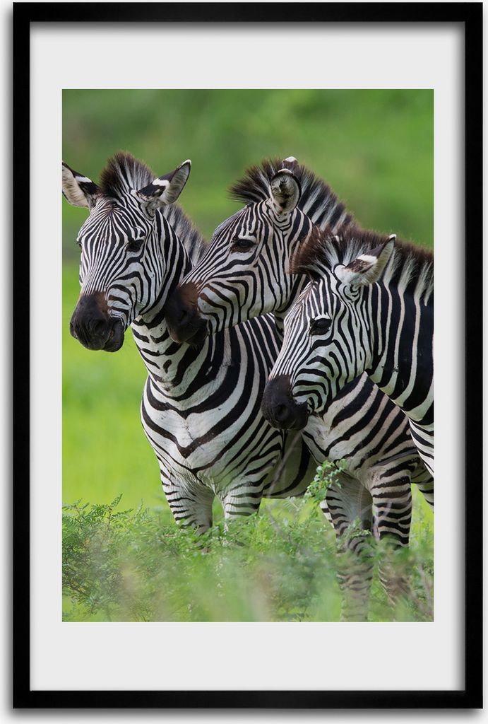Bild - Bilderrahmen - 40 cm x 60 cm - MDF - Rahmen - Wandkunst - Drei Zebras
