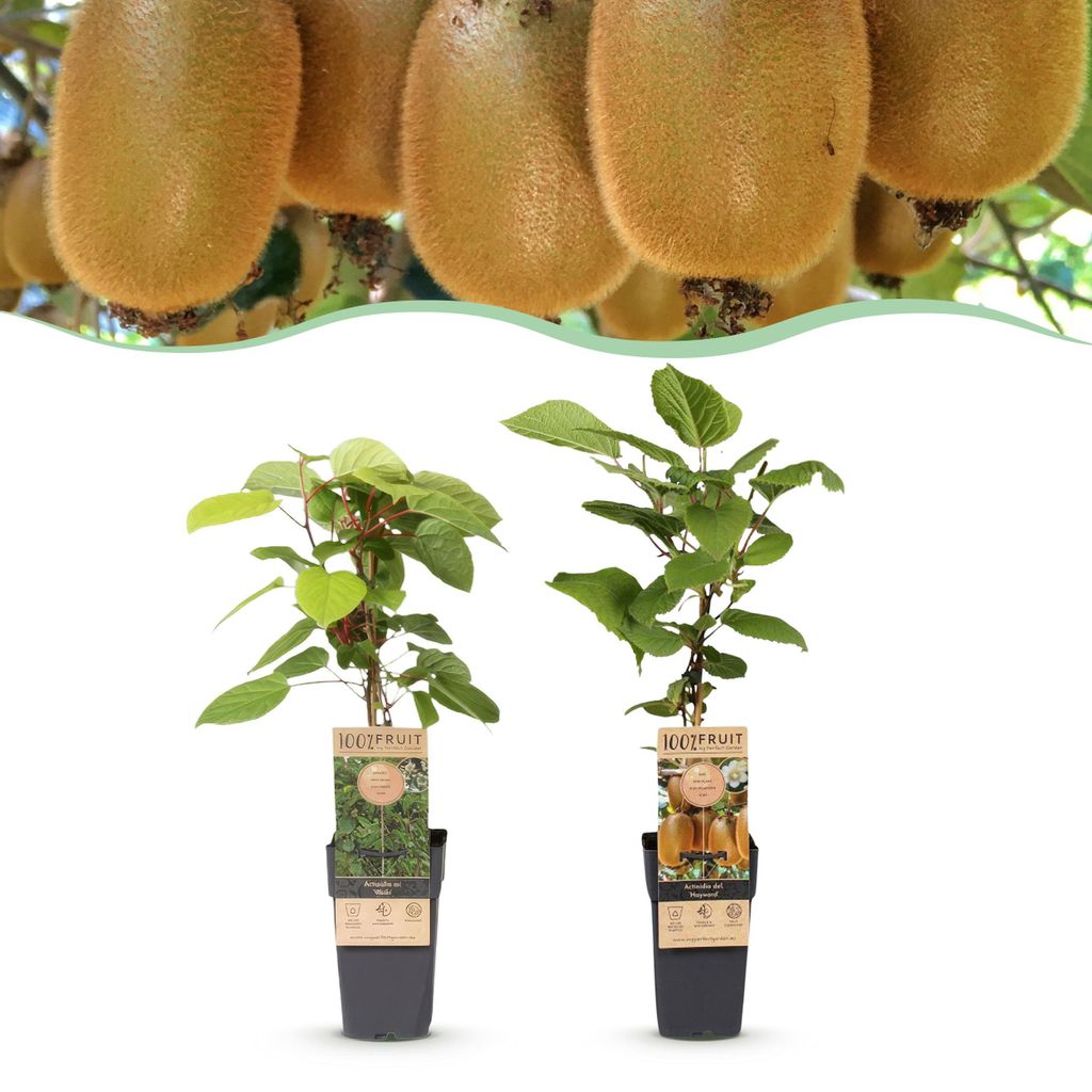 Actinidia Weiki & Hayward - Kiwi planta - 1 Macho - 1 Imagen del producto 