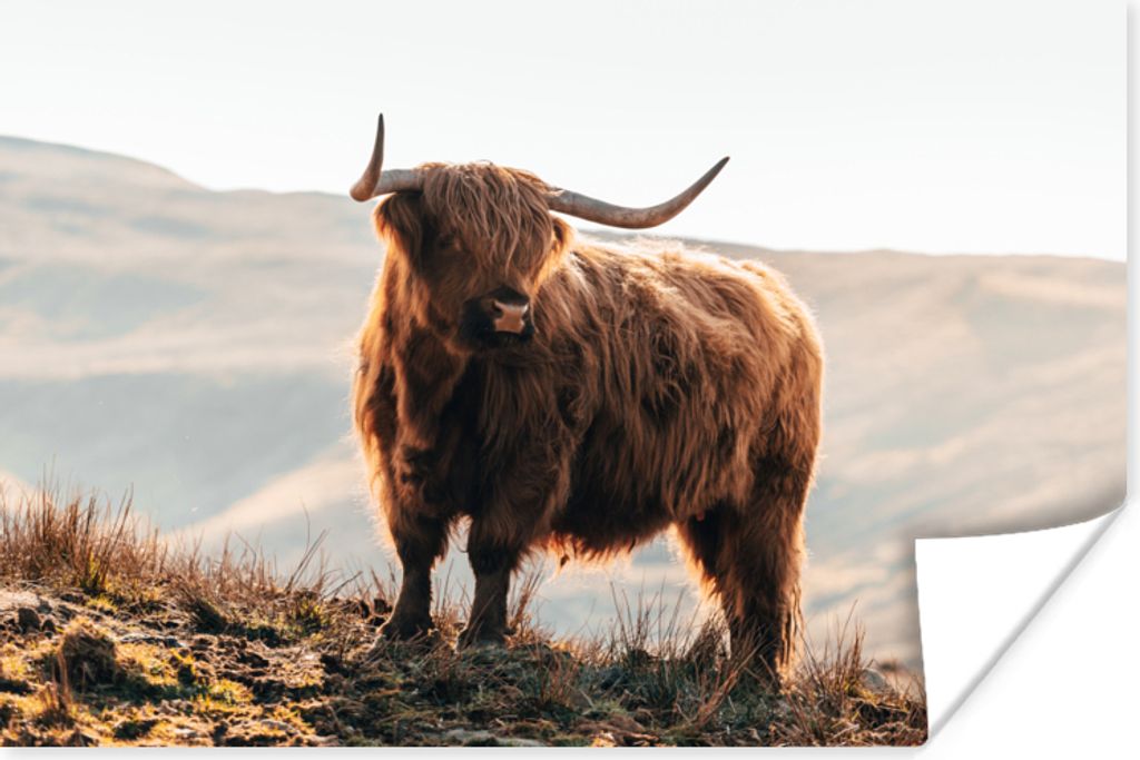 MuchoWow Poster Schottische Highlander - Tiere - Ländlich - Landschaft - Kuh - Natur 120x80 cm - Bilder