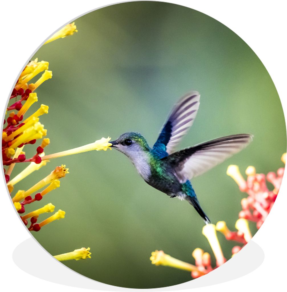 MuchoWow Rundes Wandbild - Runde Bilder Purpurkronige Waldnymphe im Nationalpark von Costa Rica Ø 60 cm Kreis Wanddekoration Kunststoff - Wandkr...