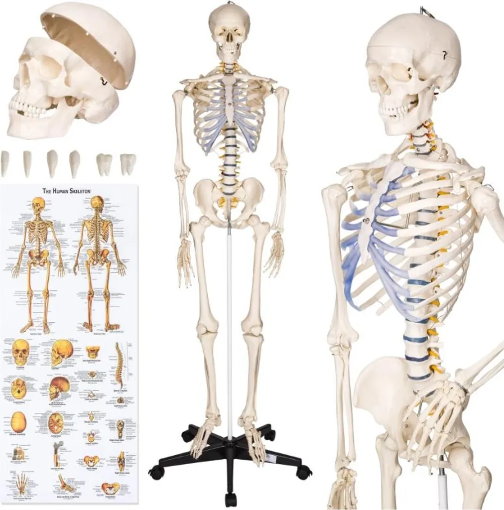 Squelette humain 181 cm pour cabinet de kiné et enseignement scolaire