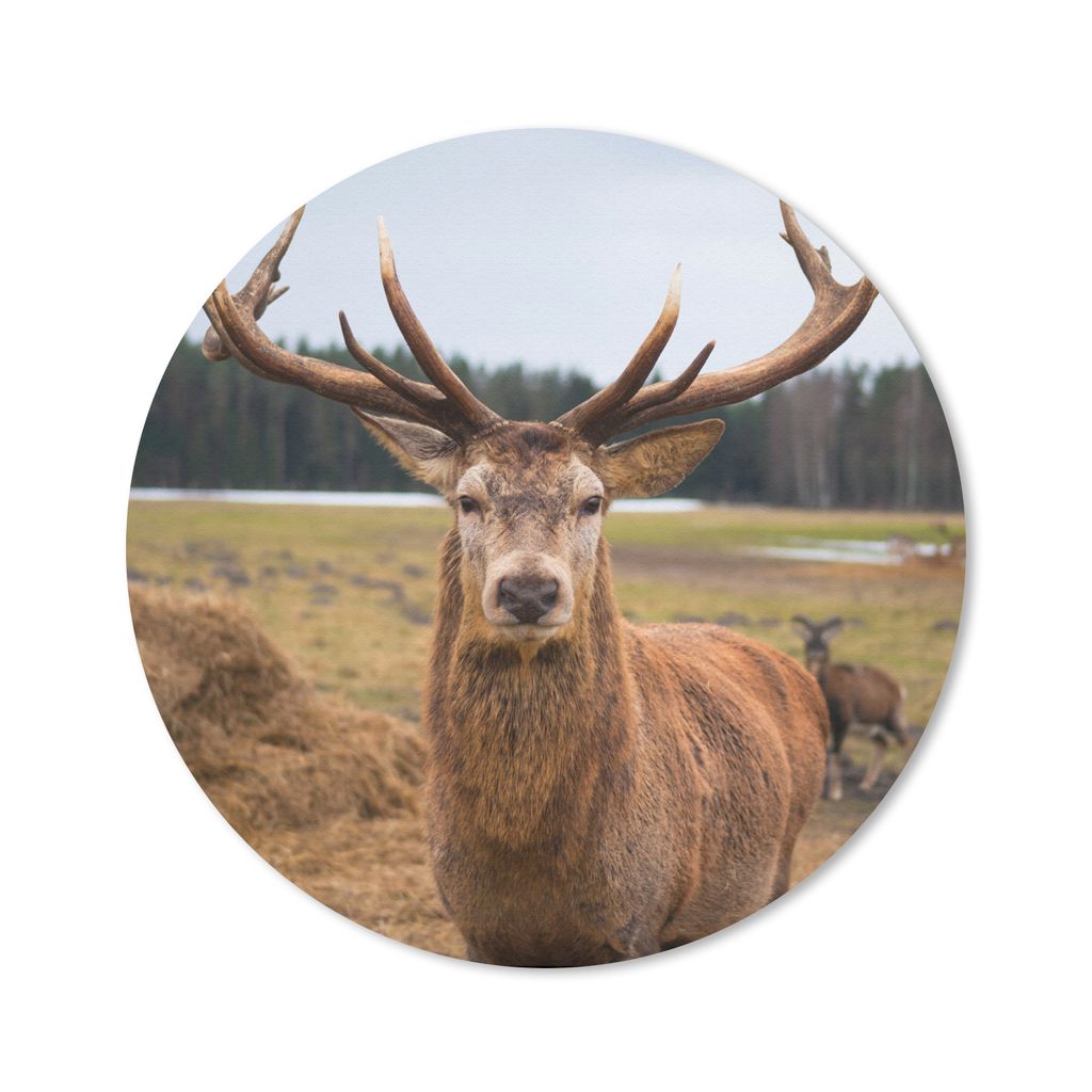 MuchoWow Mauspad Mousepad Rotwild - Natur - Wiese 40x40 cm - Mousepads - Maus Mat - Pad - Mausunterlage - Schreibtisch Accessoires