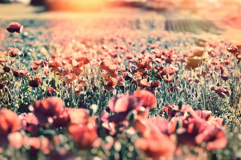 Muralo Fototapete Blumen 180 (B) x 120 (H) cm Vlies Tapete Wandtapeten Wohnzimmer Schlafzimmer moderne Wandbilder XXL Pflanzen Natur Wand Dekoration