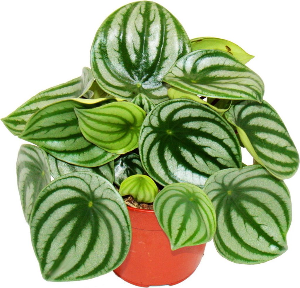 Peperomia argyreia Watermelon - pastèque poivre nain - dans Image du produit 