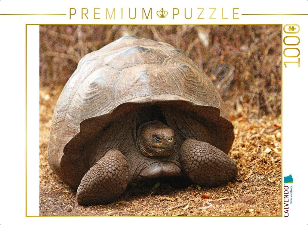 CALVENDO Puzzle Galápagos-Riesenschildkröte | 1000 Teile Lege-Größe 64x48cm Foto-Puzzle für glückliche Stunden