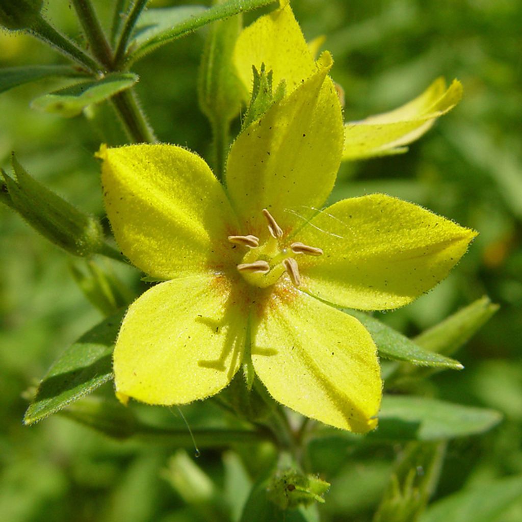 6 x Gepunkteter Gilbweiderich - Lysimachia punctata | Topf 9cm x 9cm
