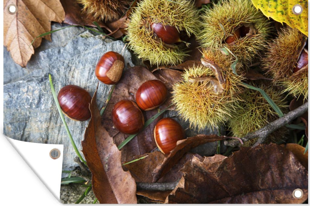 MuchoWow 60x40 cm Outdoor-Poster Gartendeko Sichtschutz Garten Poster für den Garten Esskastanien in der Herbstsonne
