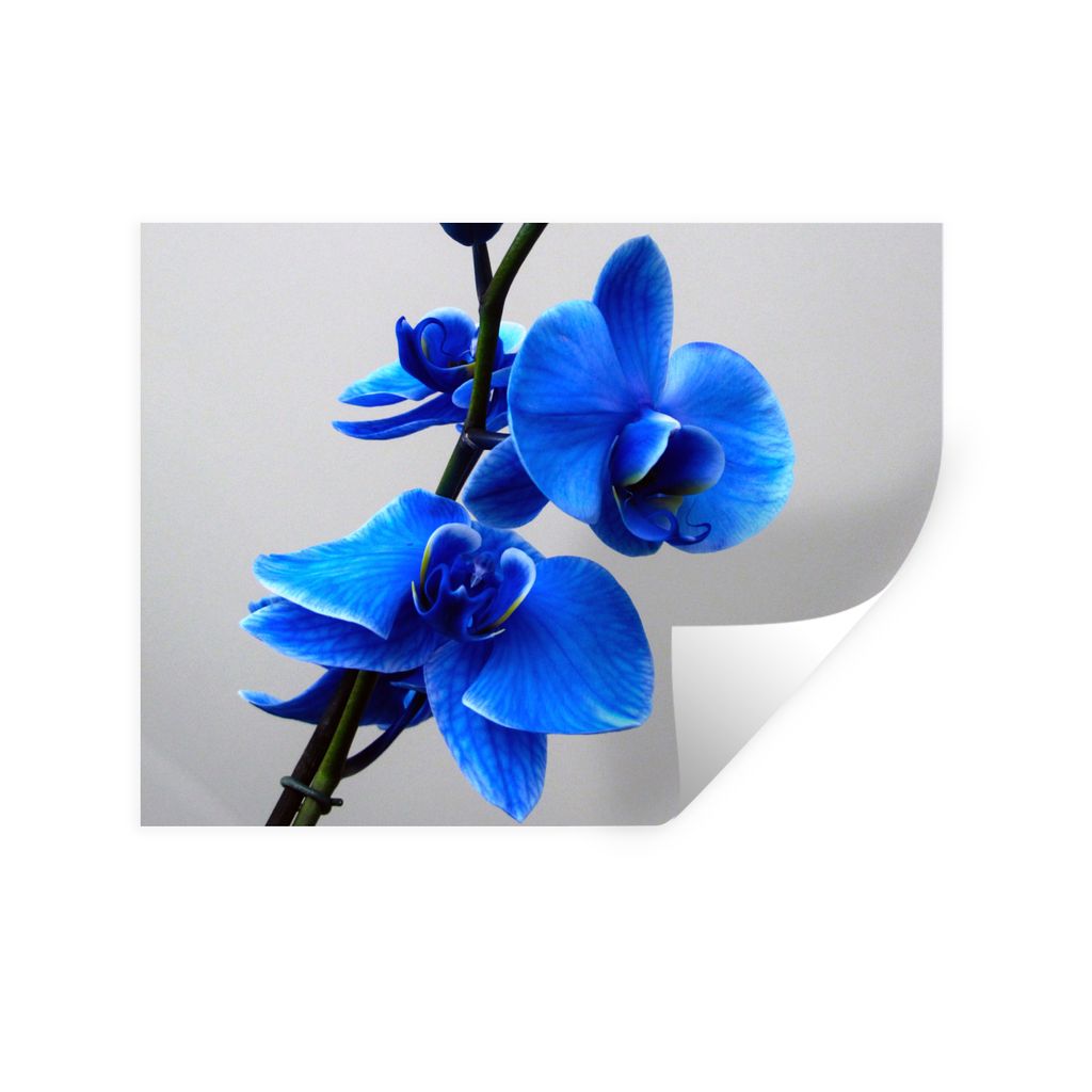 MuchoWow Wandtattoo Wandsticker Wandaufkleber Blaue Orchidee 160x120 cm Selbstklebend und Repositionierbar - Selbstklebend - Fototapeten
