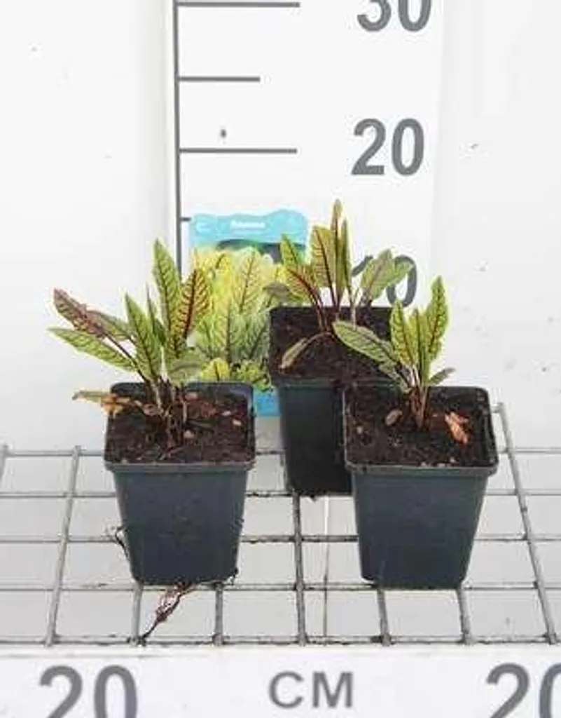 Rumex sanguineus Tache de Sang lot de 6 plantes au feuillage décoratif