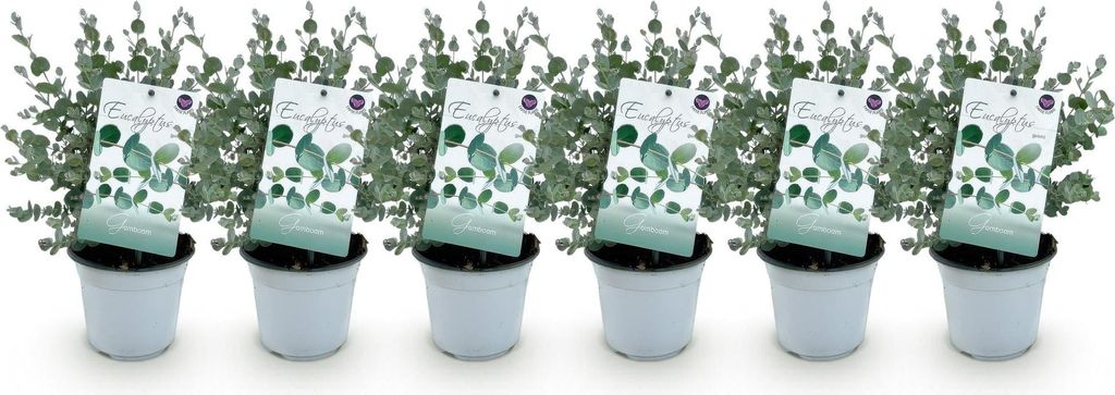 Eukalyptusbaum Eucalyptus gunnii – 6 Pflanzen – Winterhart – Terrassenpflanze – Ø14 cm, Höhe 30 cm – Blaugrüne Blätter mit herrlichem...