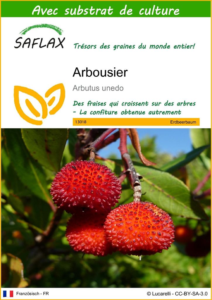 SAFLAX  - Arbousier - 50 graines - Avec substrat - Arbutus Image du produit 