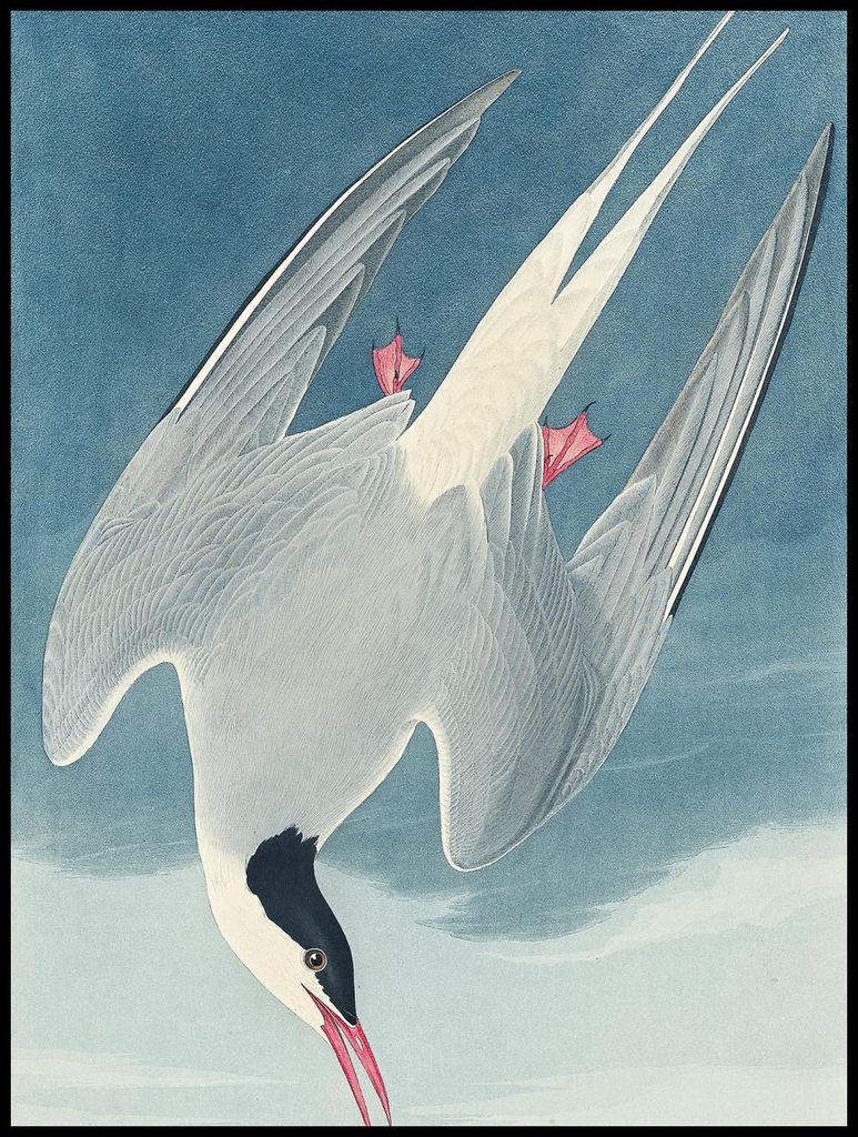 Plakat 75x100cm Graureiher, J.J.Audubon Vintage für das Wohnzimmer