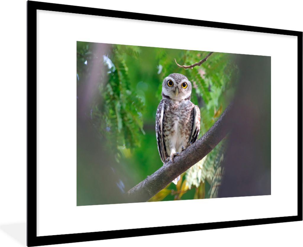 MuchoWow MuchoWow Gerahmtes Poster Eule auf Ast sitzend 90x60 cm - Poster mit zchwarzem Bilderrahmen - Wanddekoration - Fotos