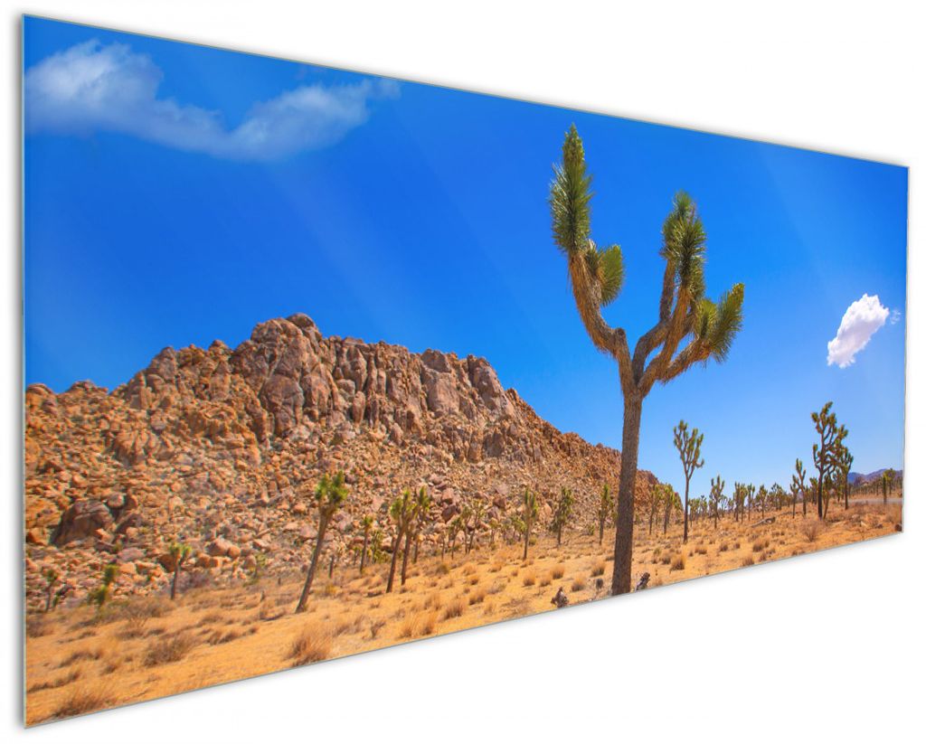 Wallario Küchenrückwand aus Glas, Größe: 125 x 50 cm, Motiv: Palmlilie im Nationalpark Yucca Valley Wüstenlandschaft | Spritzschutz | abwischb...