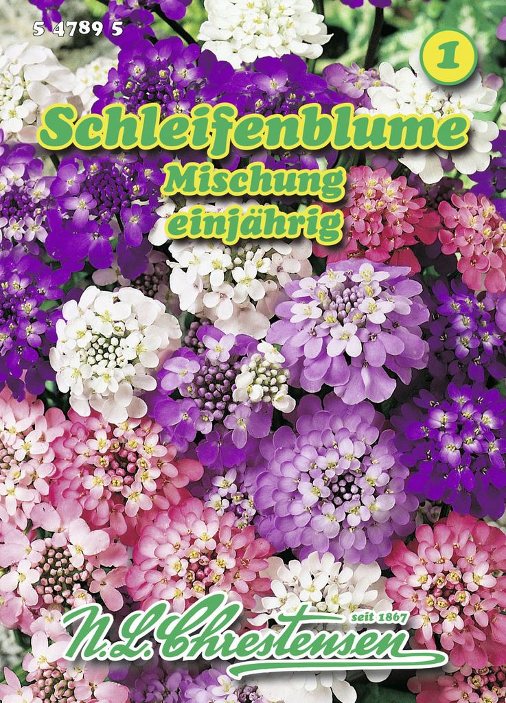 Schleifenblume Mischung | Blumensamenmischung von N.L. Chrestensen