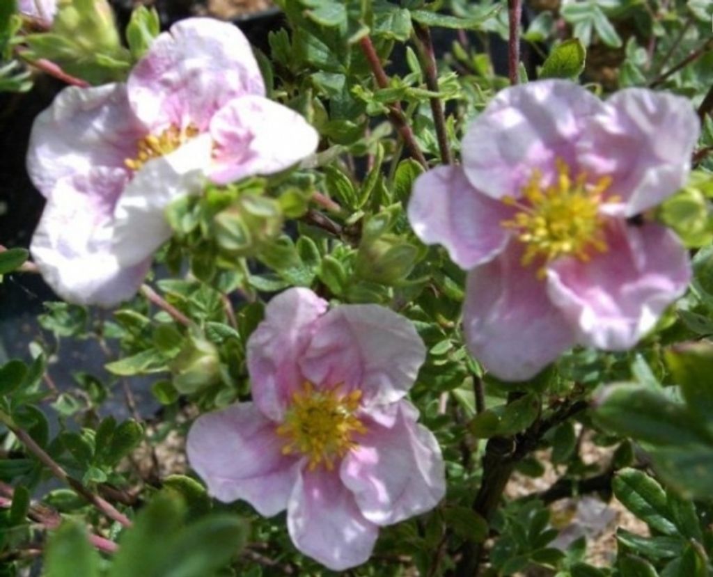 Potentilla fruticosa Princess - Fingerstrauch - Fünffingerstrauch - 20-30cm