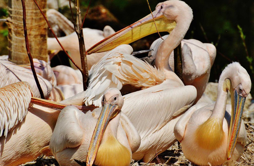 hansepuzzle 19452 - Pelikan Puzzle, 500 Teile, Tierwelt, 46,0 x 30,0cm mit hochwertiger Aufbewahrung, Kartonbox und wiederverschließbarem Beutel