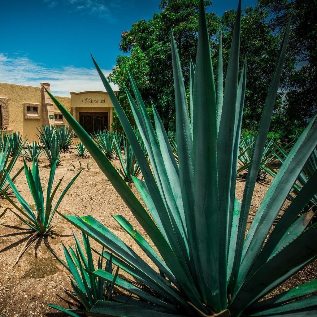 Agave da tequila (Agave tequilana)  - 5 pezzi Immagine del prodotto 