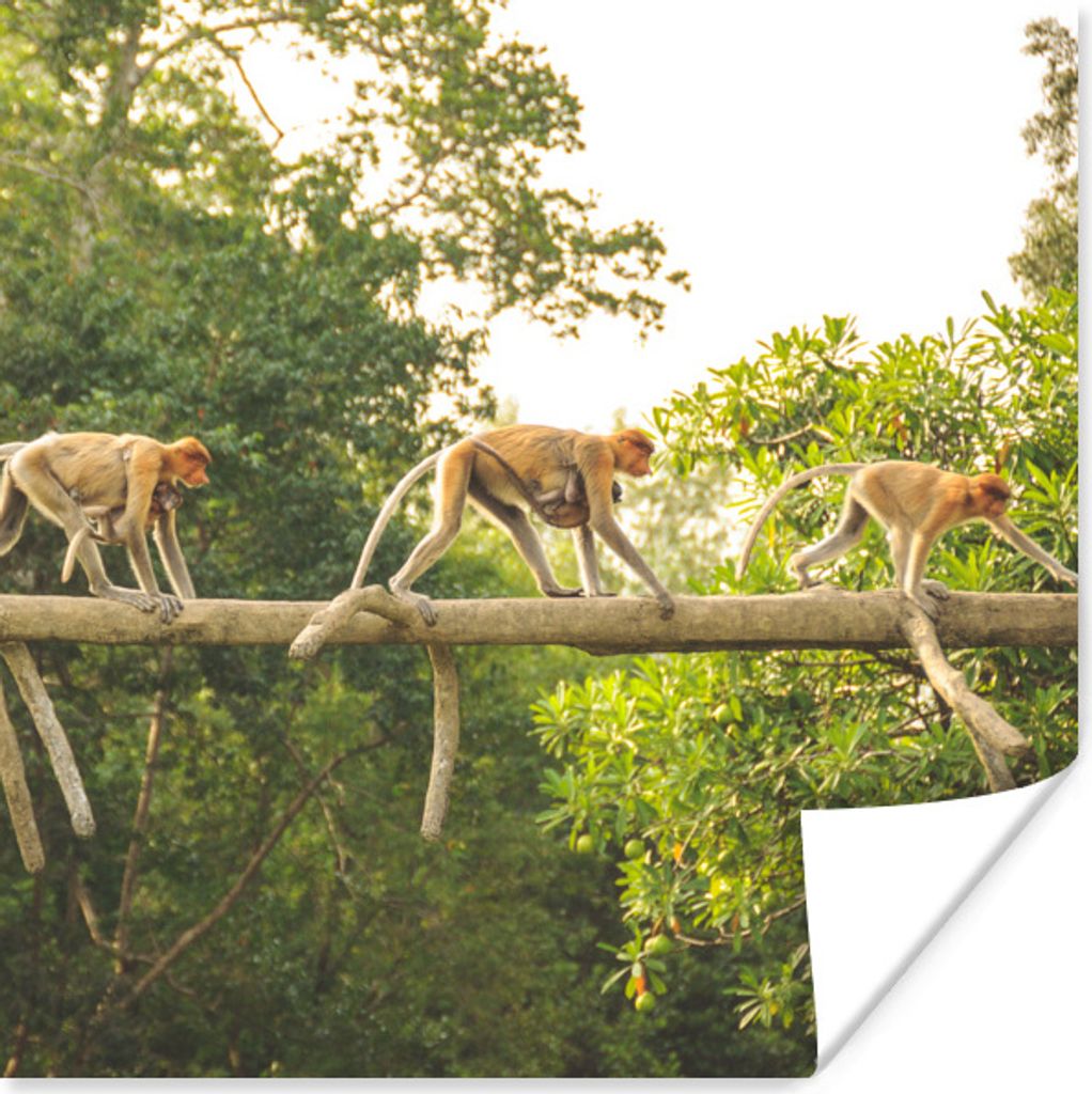 MuchoWow Poster Affen laufen auf Ast 50x50 cm - Wohnzimmerdekoration