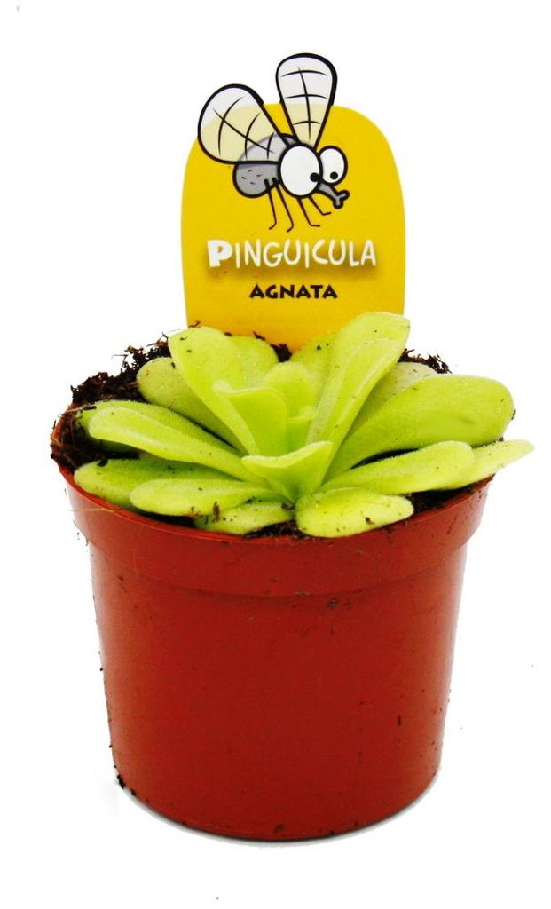 Plante carnivore - Pinguicola agnata - Pot de 9 cm Image du produit 