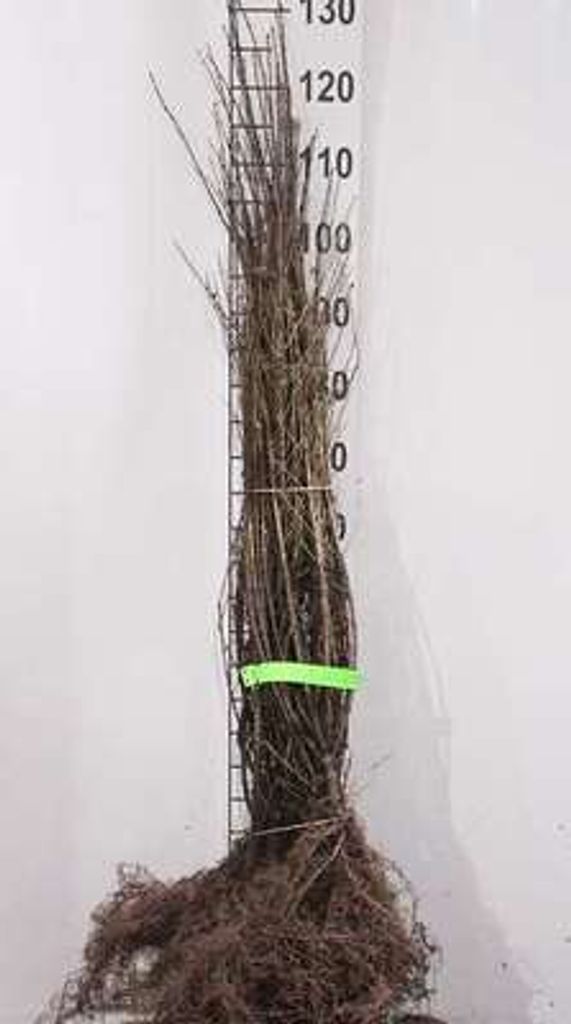 10 x Ligustrum vulg. 'Lodense' - Ligustrum, liguster 40- 60 cm - Wurzelnackt