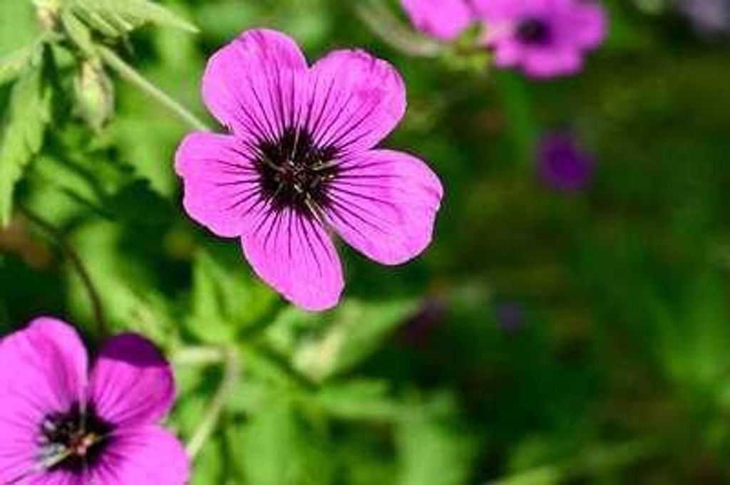 6 x Geranium hybr. 'Dragon Heart' - Storchenschnabel- Topf 9 x 9 cm