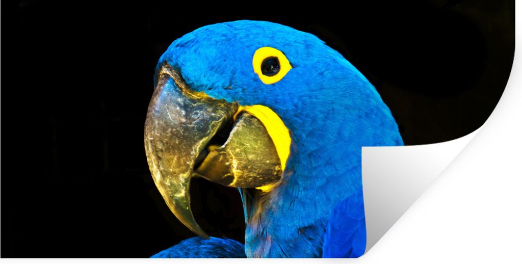 MuchoWow Wandtattoo Wandsticker Wandaufkleber Papagei - Vogel - Federn - Blau 80x40 cm Selbstklebend und Repositionierbar - Aufkleber