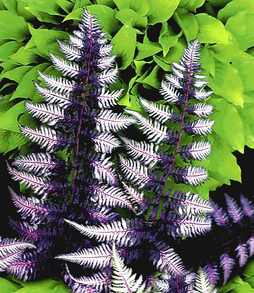 BALDUR Garten 1x Winterharter Schmuck-Farn 'Japanese Produktbild 
