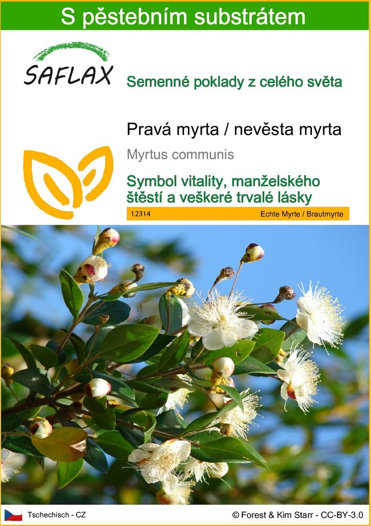 SAFLAX - Pravá myrta / nevěsta myrta - Myrtus communis - 30 Obrázek produktu 