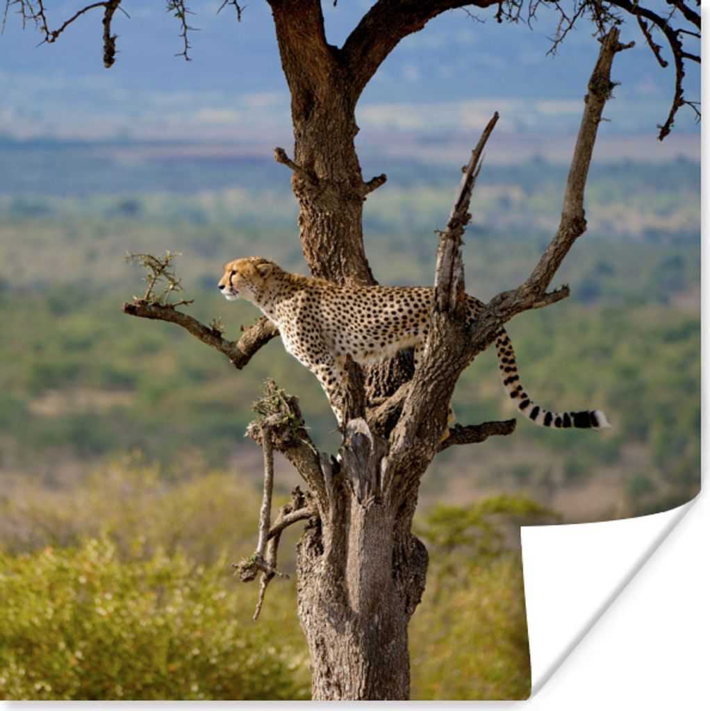 MuchoWow Poster Leopard - Baum - Tier 100x100 cm - Babyzimmer