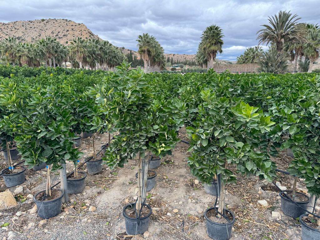Sunny Tree - Zitronenbaum große 150 Zentimeter - Citrus Limon - Obstbaum - Sonnige Standorte - Fruchtbildend - 8-jähriger Zitronenbaum